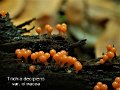 Trichia decipiens var.olivacea-amf2159